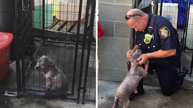 Pequeño pitbull encuentra la felicidad al ser adoptado por el bombero que lo salvó