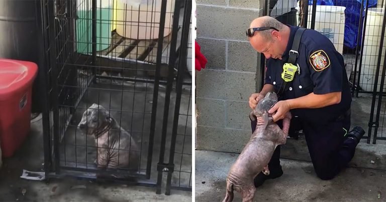 Pequeño pitbull encuentra la felicidad al ser adoptado por el bombero que lo salvó