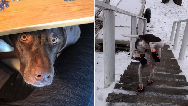 Perrita le gusta bajar las escaleras heladas