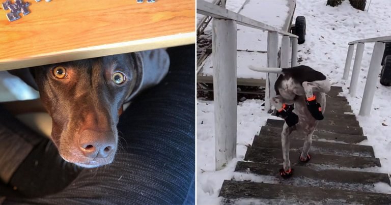 Perrita le gusta bajar las escaleras heladas