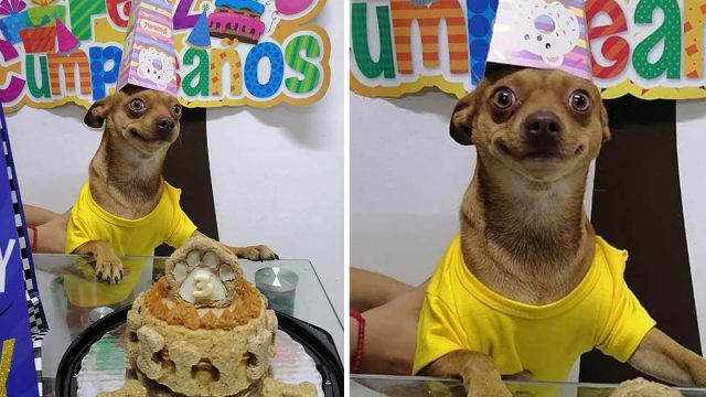 Perrito está feliz celebrar cumpleaños