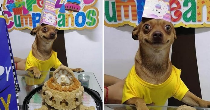 Perrito está feliz celebrar cumpleaños