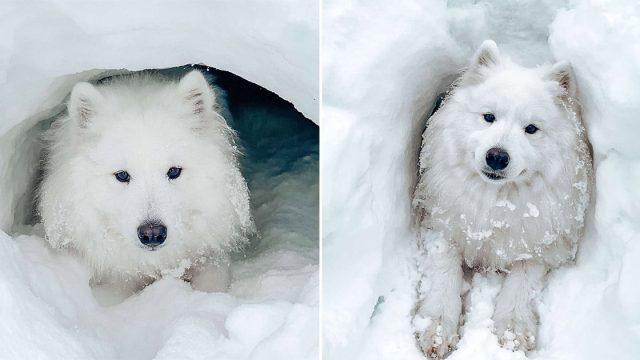 Perro obsesionado con la nieve encuentra cueva
