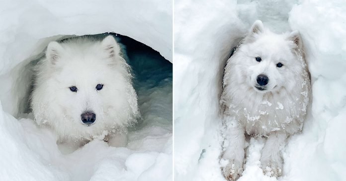 Perro obsesionado con la nieve encuentra cueva