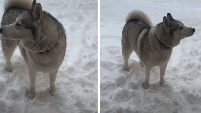 Perro realmente dice 'no' cuando mamá le pide que entre a casa