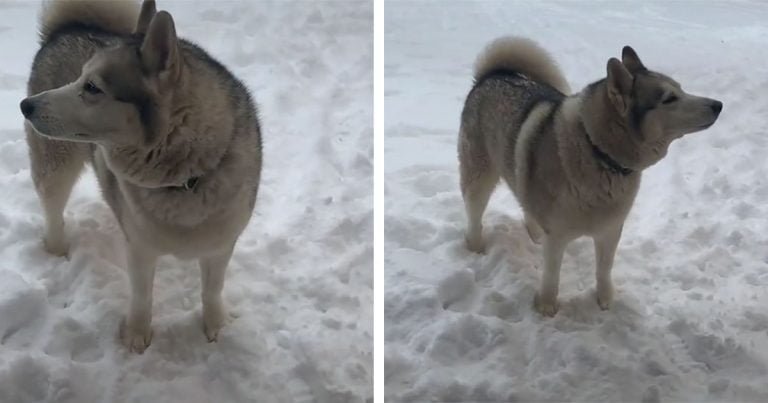 Perro realmente dice 'no' cuando mamá le pide que entre a casa