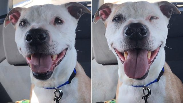 Perro rescatado 16 años no deja de sonreír