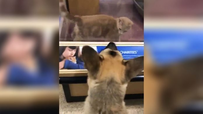 Perro ve a un gato en adopción y convence a su familia de adoptarlo