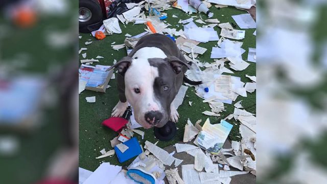 Perro ve que la entrega de libros nuevos de mamá llegó y decide revisarlos él mismo