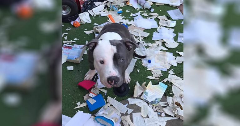 Perro ve que la entrega de libros nuevos de mamá llegó y decide revisarlos él mismo