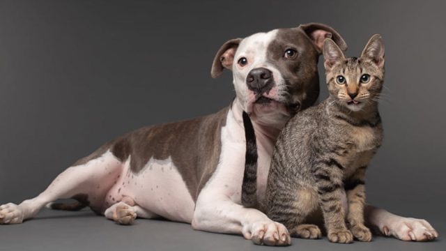 Pitbull afligido encuentra alegría con gatito