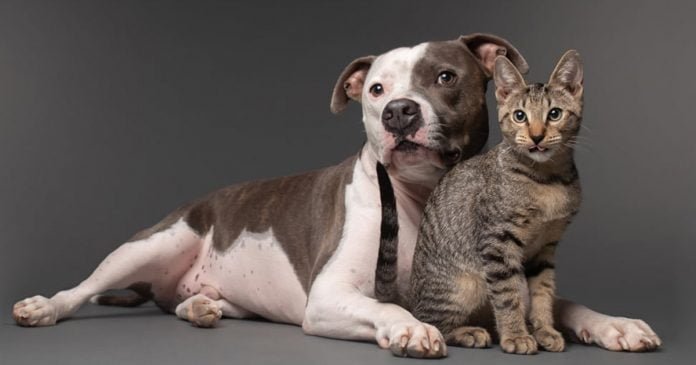 Pitbull afligido encuentra alegría con gatito