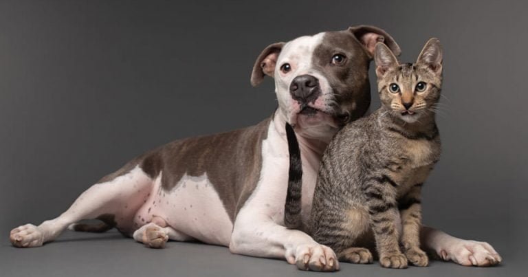 Pitbull afligido encuentra alegría con gatito