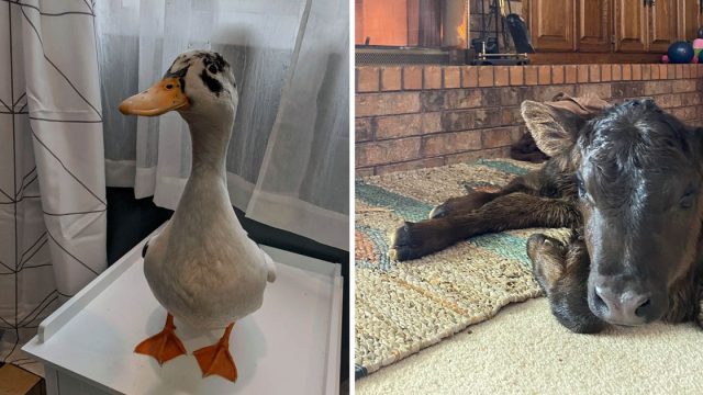 Tejanos traen animales dentro proteger ola frío