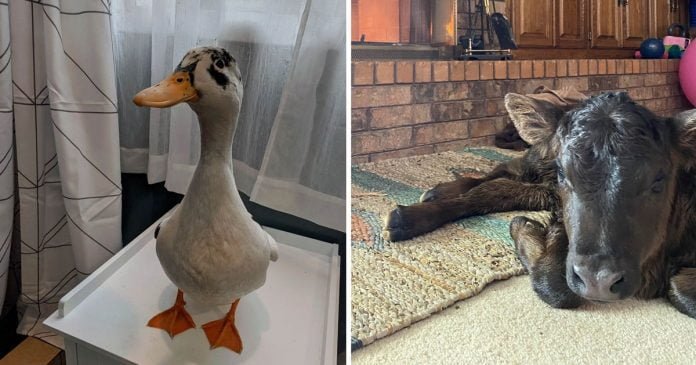Tejanos traen animales dentro proteger ola frío