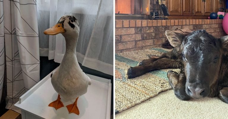Tejanos traen animales dentro proteger ola frío