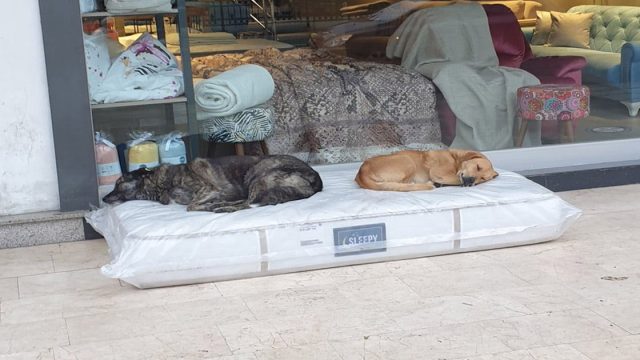 Tienda de muebles quiere que perros tengan donde dormir