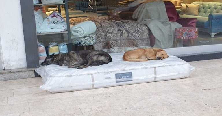 Tienda de muebles quiere que perros tengan donde dormir