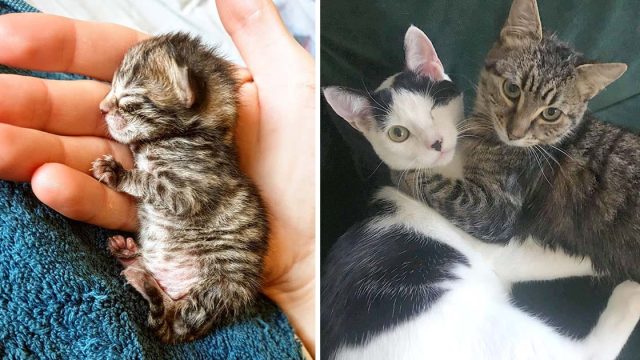 Tierna gatita diminuta convierte amiga gato tuerto