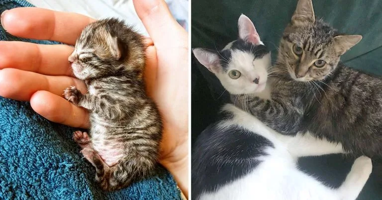 Tierna gatita diminuta convierte amiga gato tuerto