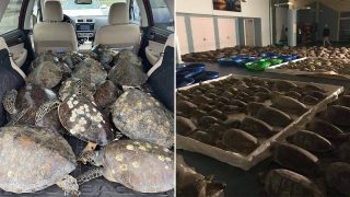 Voluntarios están salvando de tormenta a las tortugas