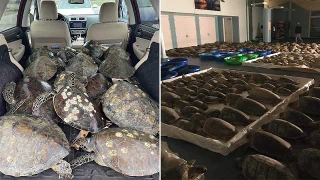 Voluntarios están salvando de tormenta a las tortugas