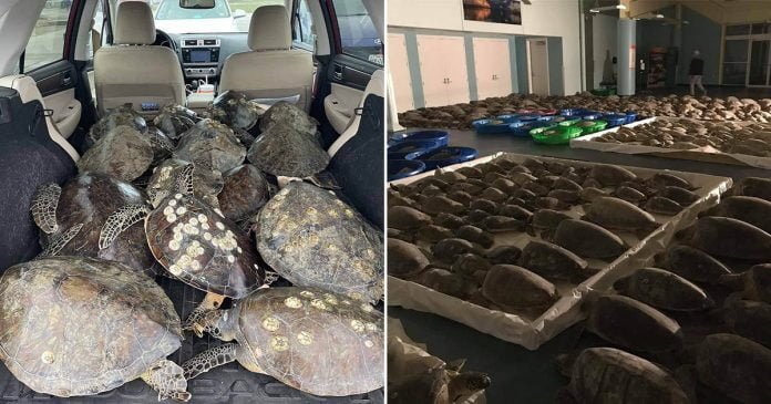 Voluntarios están salvando de tormenta a las tortugas