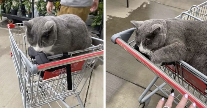 Adorable gatito de una tienda decide que esta mujer aún no ha terminado de comprar