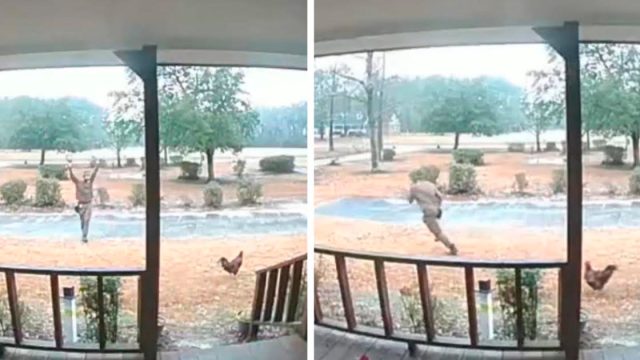 Cámara capta el enfrentamiento de este 'gallo guardián' con el repartidor de UPS