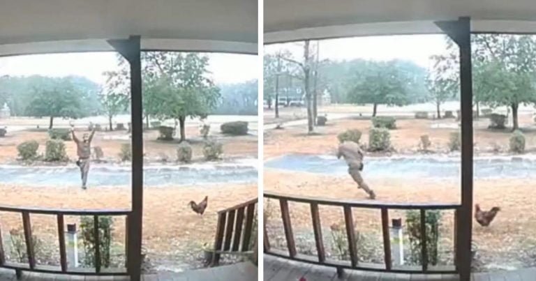 Cámara capta el enfrentamiento de este 'gallo guardián' con el repartidor de UPS