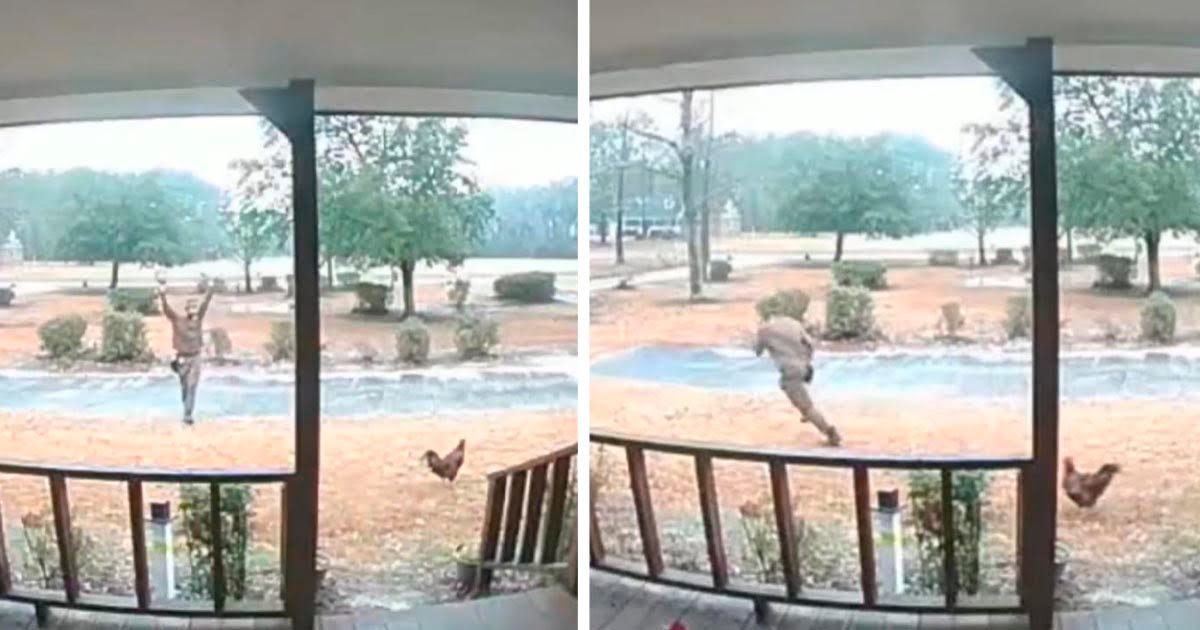 Cámara capta el enfrentamiento de este 'gallo guardián' con el repartidor de UPS