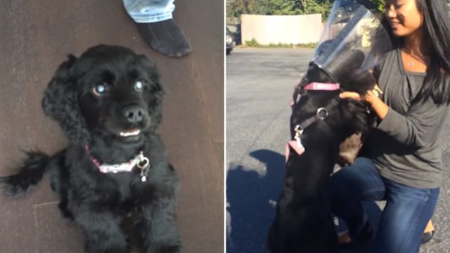 Cocker spaniel ciega ve a su familia