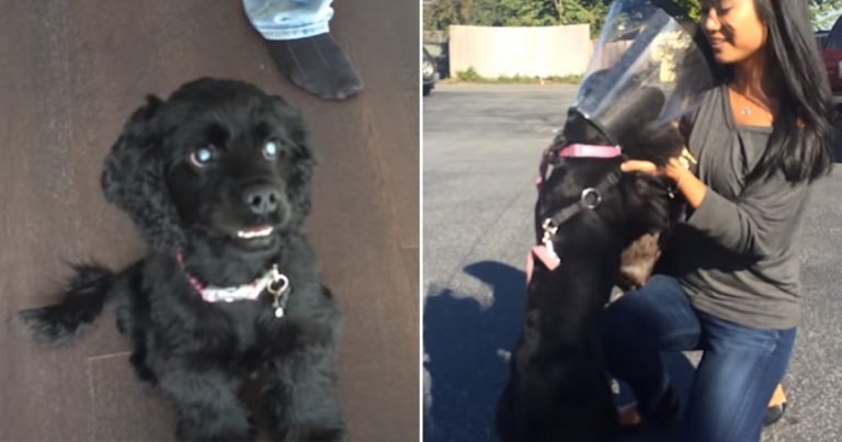 Cocker spaniel ciega ve a su familia