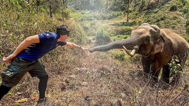 Elefante reconoce a un veterinario que lo trató 12 años antes en Tailandia