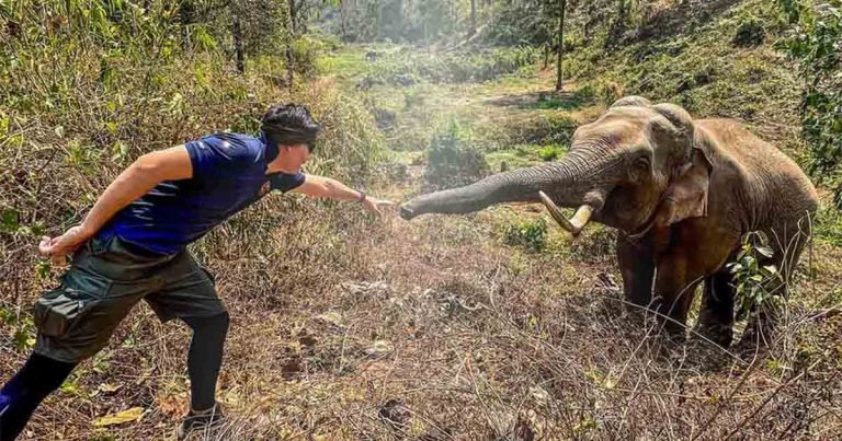 Elefante reconoce a un veterinario que lo trató 12 años antes en Tailandia