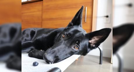 Esta perrita adora cuidar de todos los arándanos que su madre le ha dado