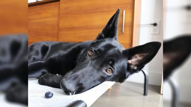 Esta perrita adora cuidar de todos los arándanos que su madre le ha dado