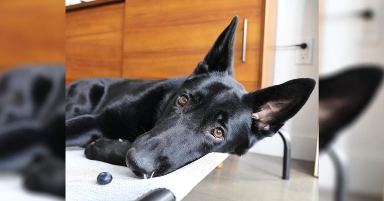 Esta perrita adora cuidar de todos los arándanos que su madre le ha dado