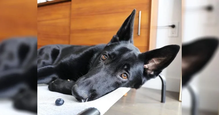 Esta perrita adora cuidar de todos los arándanos que su madre le ha dado
