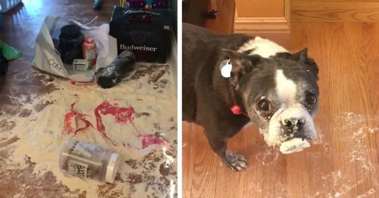 Este perro no tiene ni idea de quién abrió la bolsa de harina