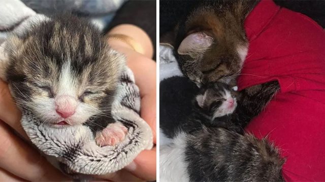 Gata está muy feliz de reunirse con su único gatito después de recuperarse