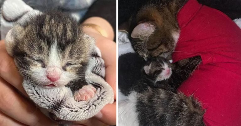 Gata está muy feliz de reunirse con su único gatito después de recuperarse