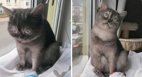 Gatita incomprendida por su cara gruñona, encuentra a la familia de sus sueños