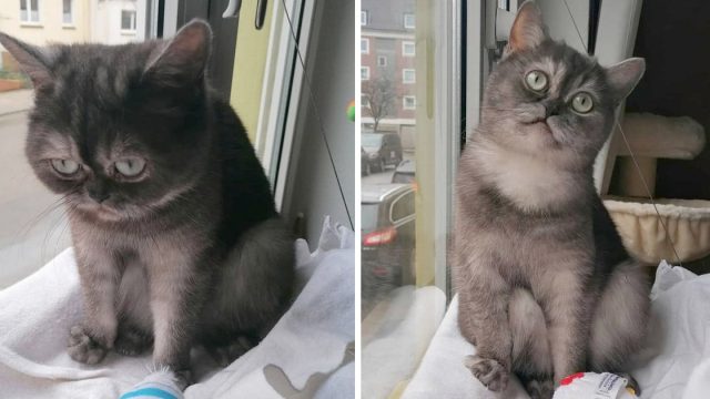 Gatita cara gruñona encuentra familia