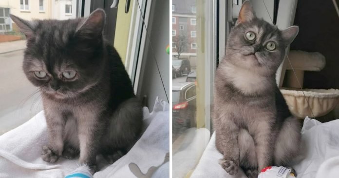 Gatita cara gruñona encuentra familia