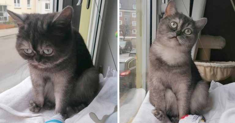 Gatita cara gruñona encuentra familia