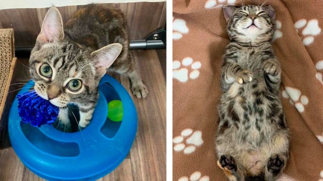 Gatita de ojos grandes conquista los corazones de las personas esperando la casa de sus sueños