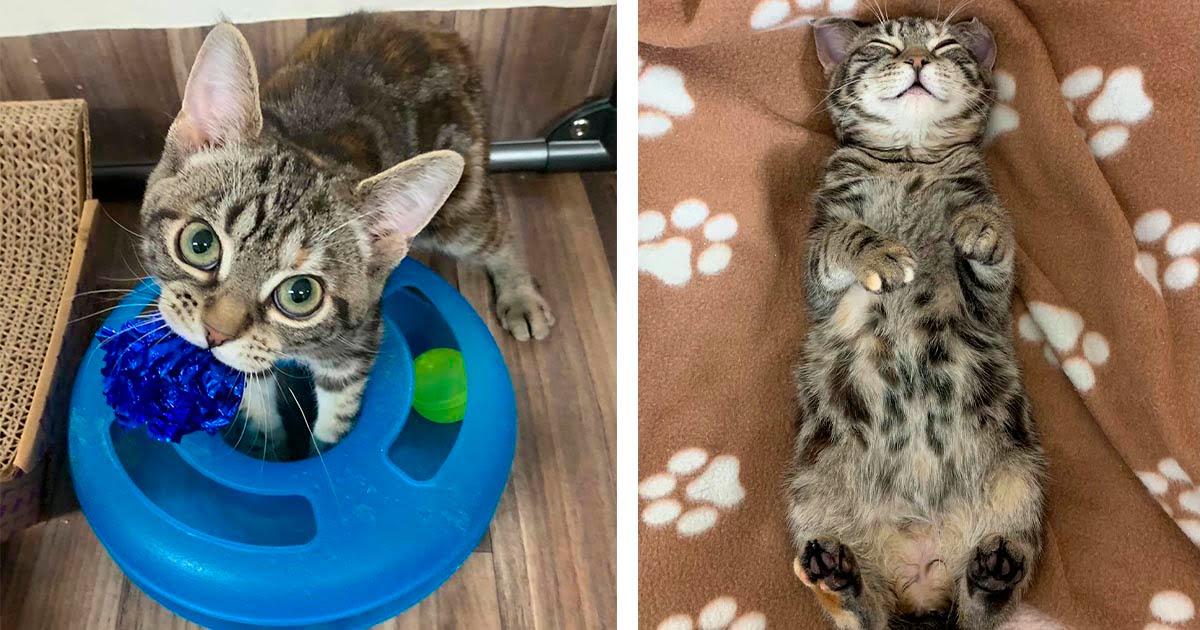 Gatita de ojos grandes conquista los corazones de las personas esperando la casa de sus sueños