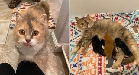 Gatita está feliz de encontrar ayuda para sus gatitos y no tener que volver a las calles