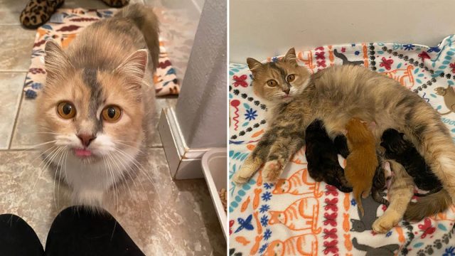 Gatita está feliz de encontrar ayuda
